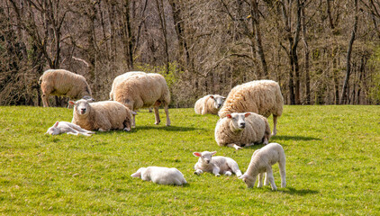 Group of sheep and lambs in spring sunshine, The Cotswolds, England, United Kingdom