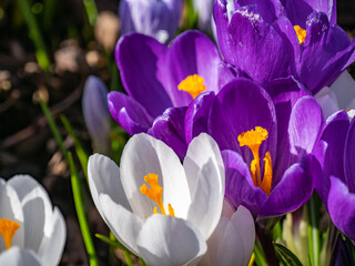 spring crocus flowers