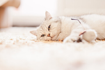 Funny kitten playing with toy on sofa, Scottish Fold portrait. Scottish straight-eared breeds.Cute beautiful kitten.