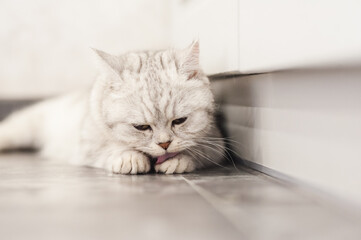 Funny gray pussy lying resting.Beautiful Scottish cat.