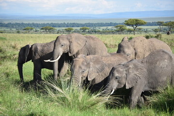 Elephant Family in Kenya © JoseBernardo