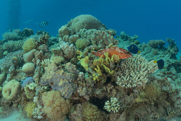 Coral reef and water plants in the Red Sea, Eilat Israel
