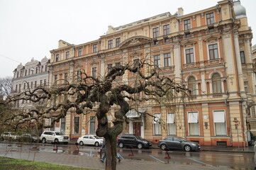 Unnecessary twisted trees in winter near the Opera House in Odessa