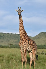 Naklejka na ściany i meble giraffe in the serengeti