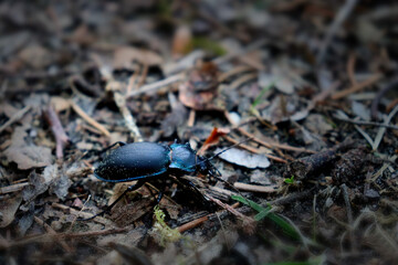 Beetle on the ground, forest, Bavaria, Allgäu