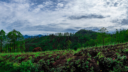 View of a plantation on the plateau 
