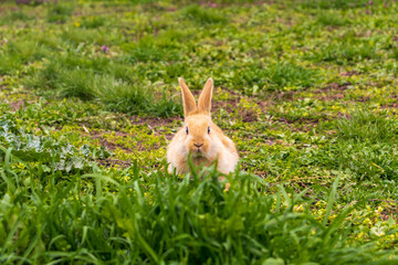 a small rabbit with a white - brown color sits in the green grass. Beautiful picture, background image, cover, calendar . Summer photo of a rabbit