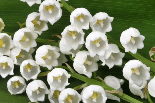 Clochettes de muguet en gros plan