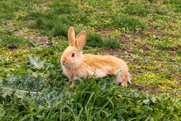 Fototapeta premium a small rabbit with a white - brown color sits in the green grass. Beautiful picture, background image, cover, calendar . Summer photo of a rabbit