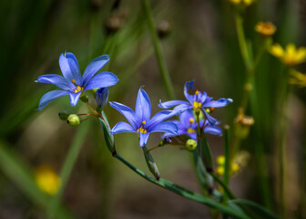 Blue wild flowers along the Shadow Creek Ranch Nature Trail in Pearland, Texas!