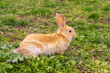 a small rabbit with a white - brown color sits in the green grass. Beautiful picture, background image, cover, calendar . Summer photo of a rabbit