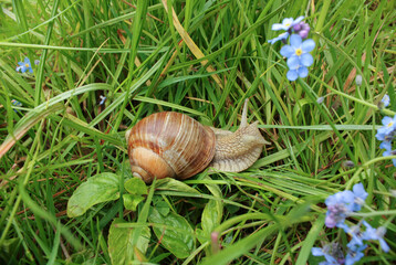 Big grape snail is crawling on the grass next to forget-me-nots flowers. Close-up shot a slow moving cute snail with a beautiful shell. Nature, wildlife & outdoor