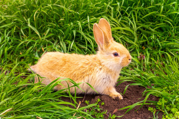 Red rabbit in the grass