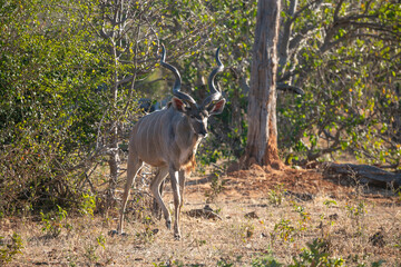 Kudu antelope wandering around in Chobe National Park of Botswana, Southern Africa.