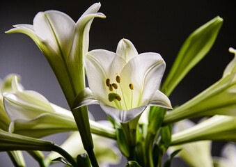 Lilium, it's a kind of flowers. They often bloom in April widely yearly. Its color is white with a good smell.