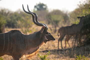 Kudu antelope wandering around in Chobe National Park of Botswana, Southern Africa.