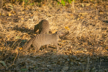 Fototapeta na wymiar Mongoose wandering around in Chobe National Park of Botswana, Southern Africa.