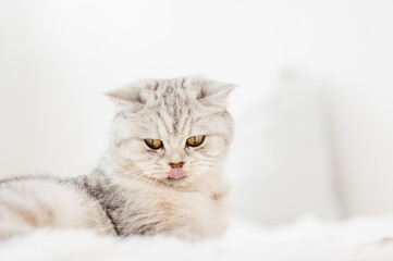 Fototapeta na wymiar Funny gray cat. little cute gray kitten plays on a white plaid.Fluffy cat of the Scottish breed.
