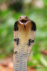 Fototapeta premium King cobra snake closeup head from side view, king cobra snake ready to attack 