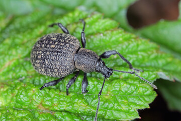 Beetle of Otiorhynchus (sometimes Otiorrhynchus) on a raspberry leaf. Many of them e.i. black vine...