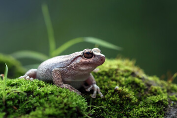 Litoria rubella tree frog on green leaves with black background