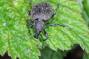 Beetle of Otiorhynchus (sometimes Otiorrhynchus) on a raspberry leaf. Many of them e.i. black vine weevil (O. sulcatus) or strawberry root weevil (O. ovatus) are important pests.