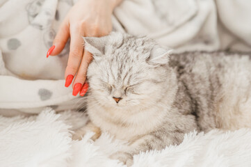 Funny gray cat playing with a girl.Beautiful light pussy