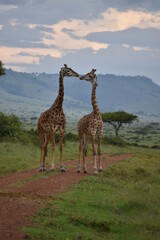 giraffe in the savannah