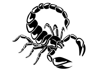 Graphic scorpion isolated on white background, vector illustration for tattoo and print