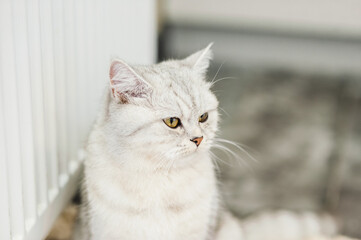 Funny gray cat. little cute gray kitten plays on a white plaid.Fluffy cat of the Scottish breed.