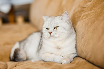 Funny gray cat. little cute gray kitten plays on a white plaid.Fluffy cat of the Scottish breed.