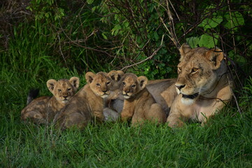 lion and lioness