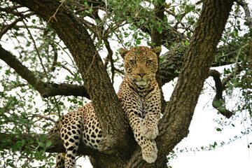 leopard in the tree