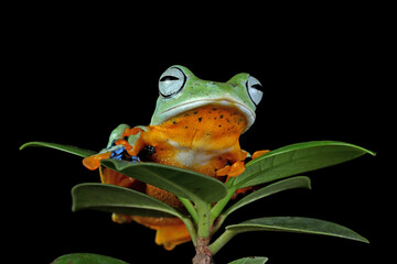 Javan tree frog front view on green leaves with black background