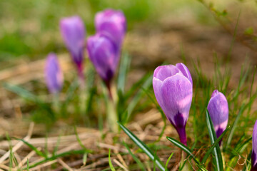 Fototapeta na wymiar Purple spring flower sprouts through the grass