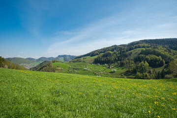 Spring meadows and fields landscape in Switzerland. Blooming cherry trees. Awakening nature