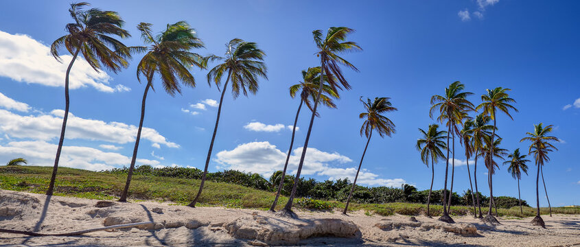 Panoramic view of palm trees on a beach with blue sky. Tropical scene with palm trees blowing in the wind. Vacation destination for relaxation.