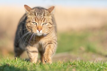 Frontalaufnahme - Katze jagt und pirscht sich vorsichtig an