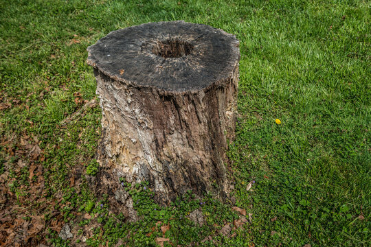 Termite damage on a cut tree stump