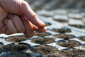 Farmer’s hand planting seeds into soil, spring gardening, greenhouse or garden sowing