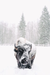 European bison in the winter. Nice winter weather, snowing a wind blowing. © Radek