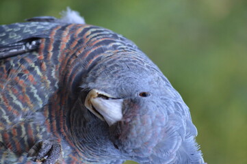 gray kakatu tilting head, australian bird and wildlife