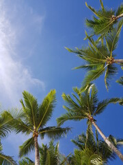 palm trees against blue sky