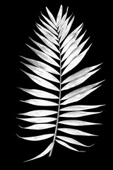 Tropical leaf of palm tree isolated on a balck background. Image digitally modified with sollarization black and white effect.
