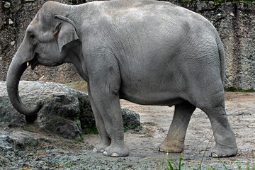 Naklejka premium Asian elephant in its enclosure. Latin name - Elephas maximus 