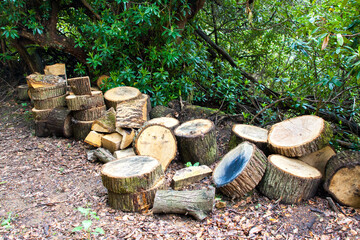 Cut logs in the wood