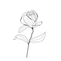 Obraz premium Botanical illustration of a flower. Vector black and white illustration. Botanical flower.
