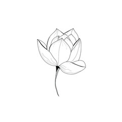 Botanical illustration of a flower. Vector black and white illustration. Botanical flower.