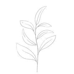 Botanical illustration of plants. Vector black and white illustration. Leaves and plants ..