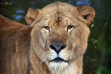 Obraz na płótnie Canvas African lion closeup head, African lion closeup face